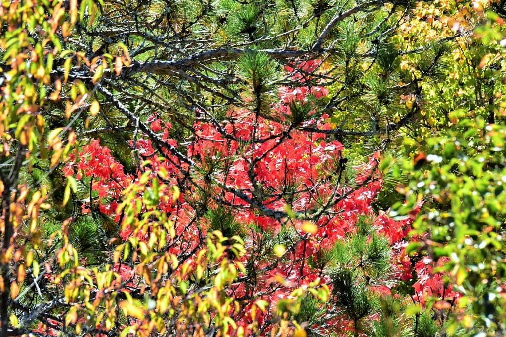 Vertical photo