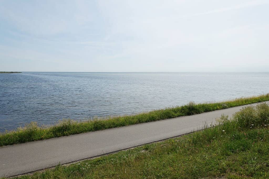 Fallow Deer Spotting