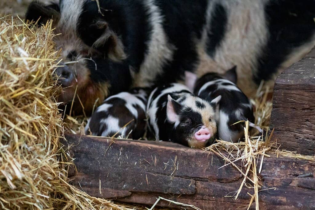 Marshmallow Roasting by the Fire
