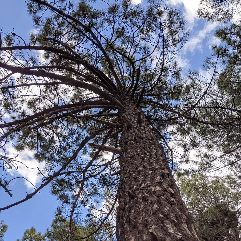 Ancient Pine Forest