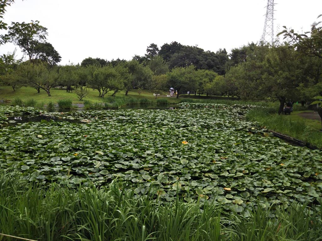 Rose Garden Spectacle