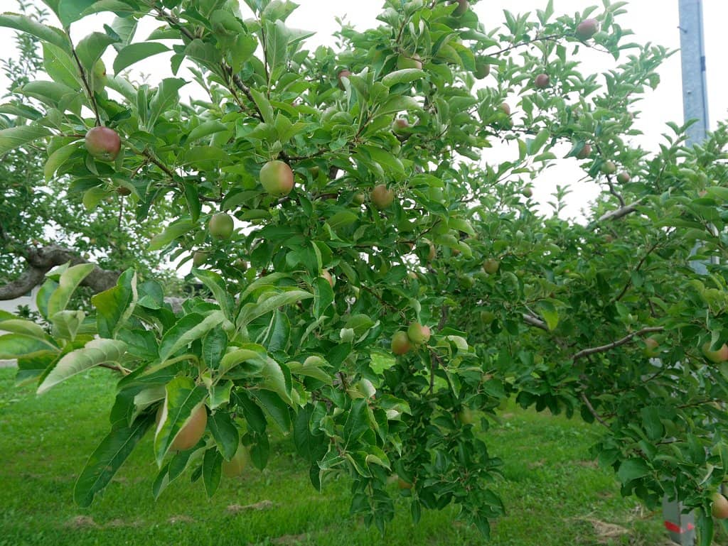 Scenic Orchard Strolls
