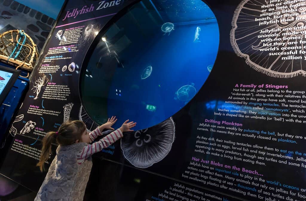 Baby Shark & Skate Exhibit