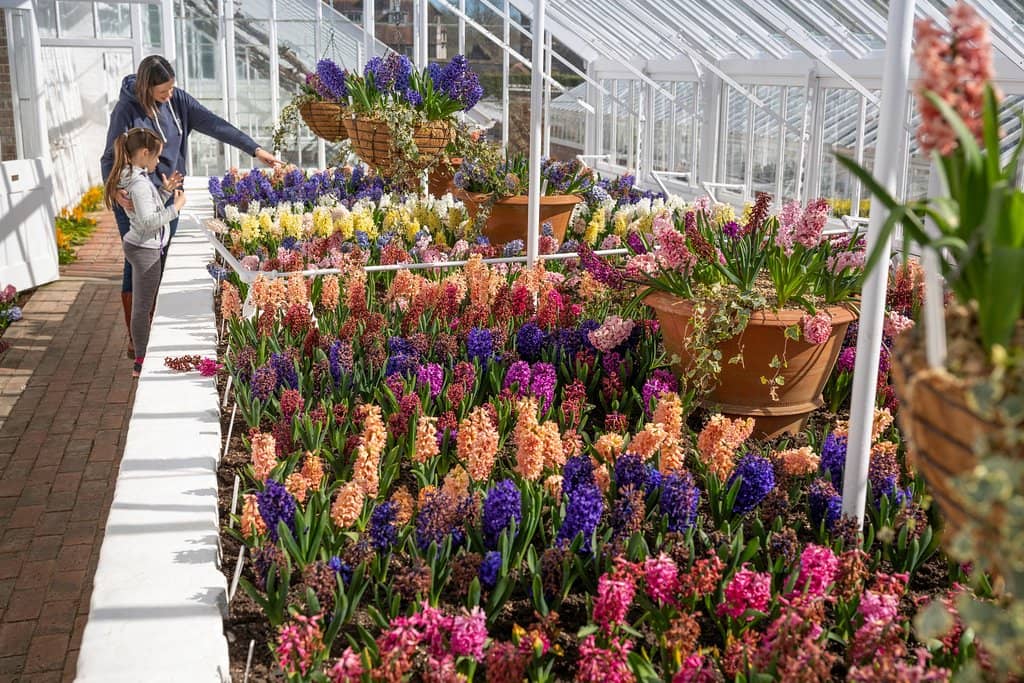 Victorian Glasshouses