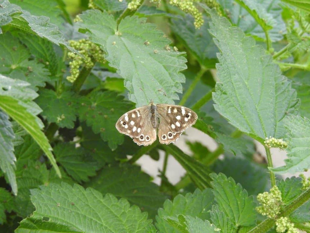 Wildlife Encounters