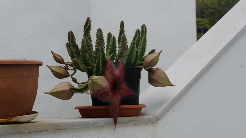 Bougainvillea-Lined Alleys