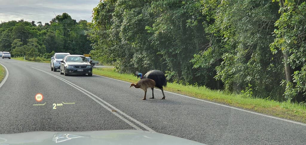 Live Cassowary Spotting