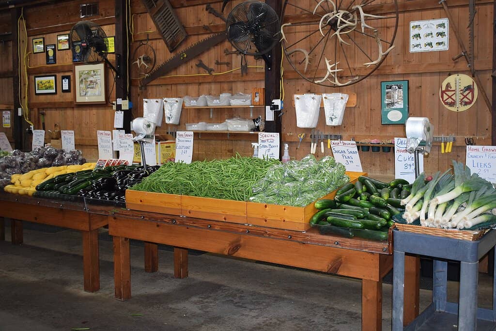 Vibrant Pumpkin Patch