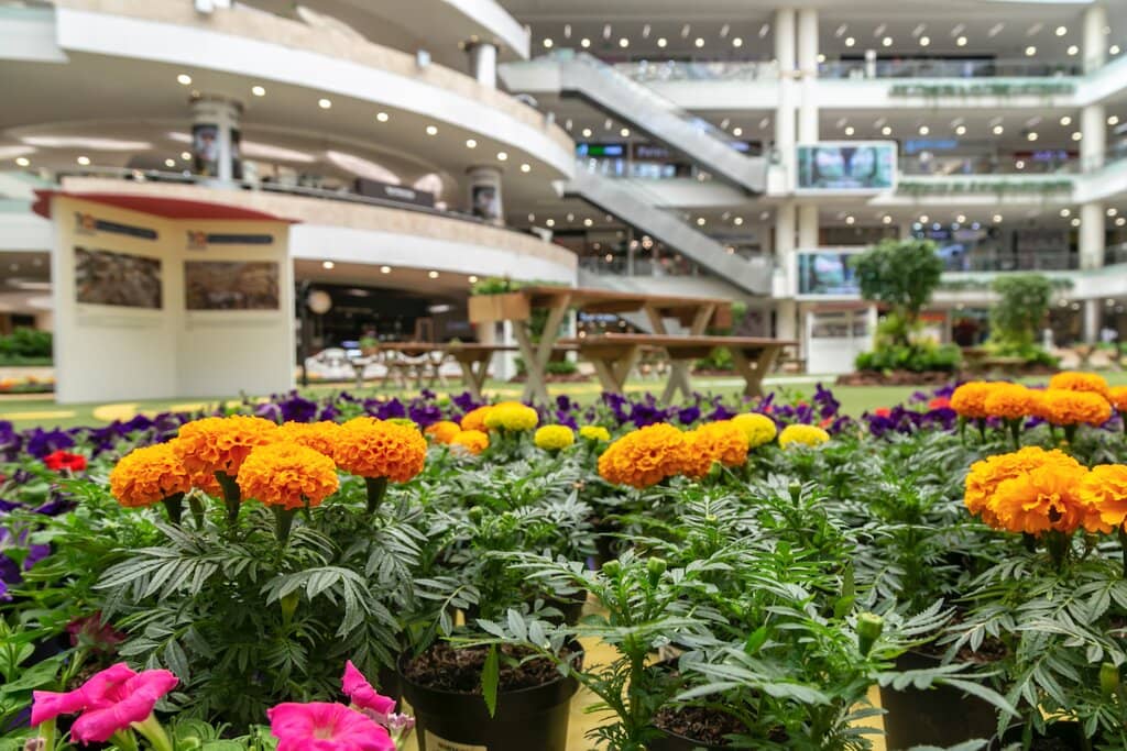 Vibrant Festive Decorations