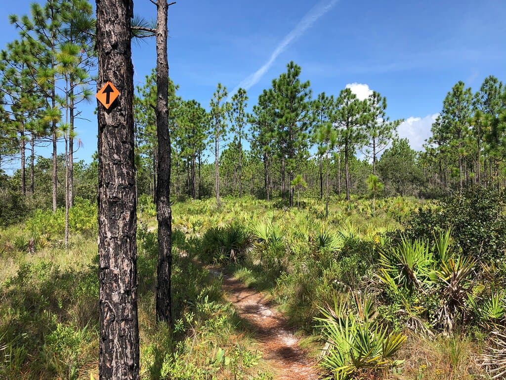 Point Washington State Forest