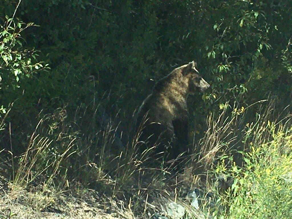 Bear along the road