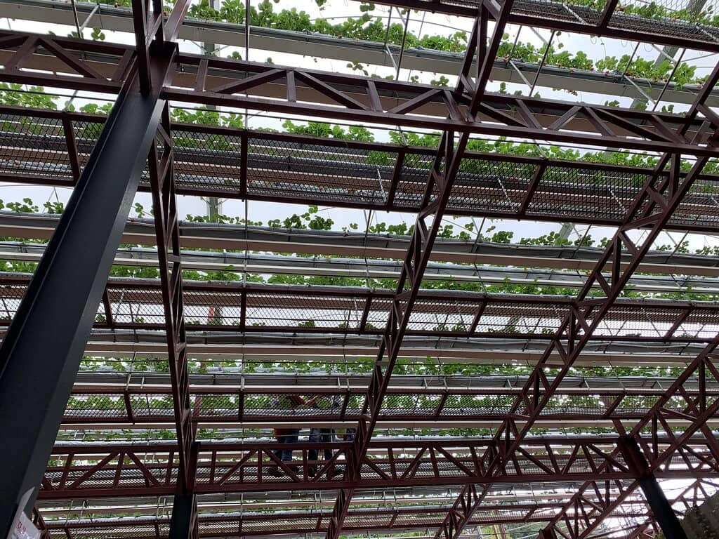 Signature Lavender Ice Cream