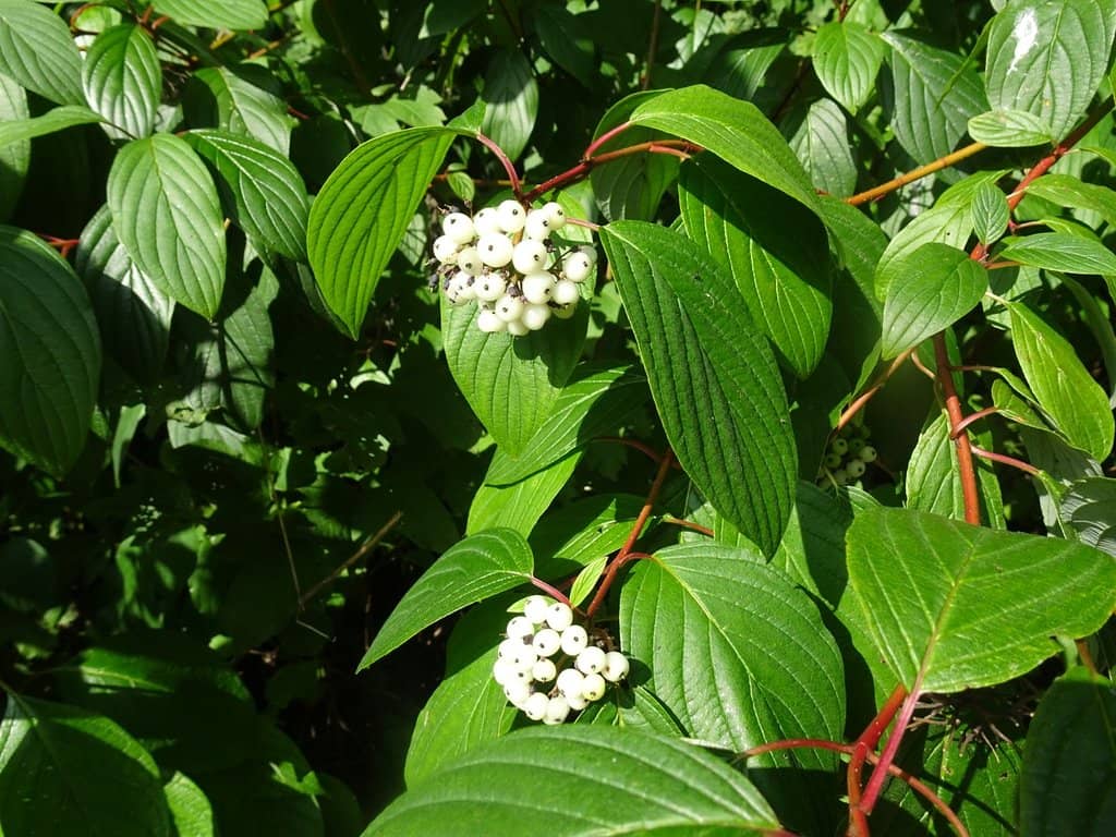 Birdwatching Hotspots