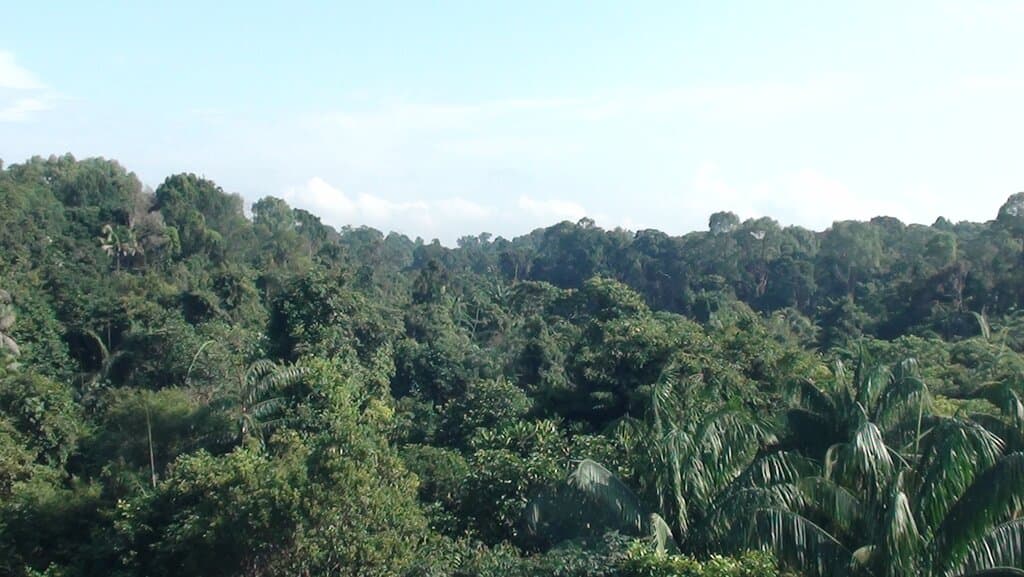 Jelutong Tower