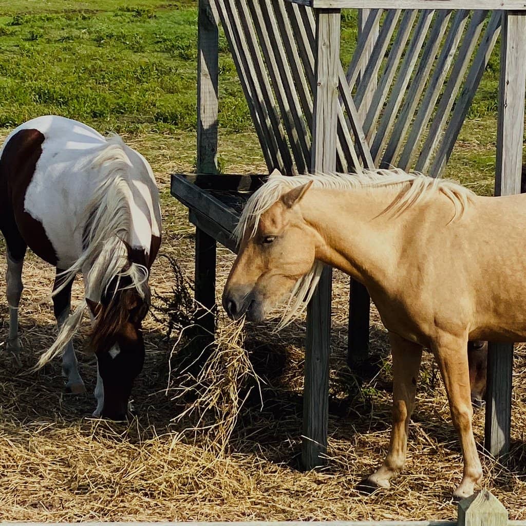 Adjacent Beach Access
