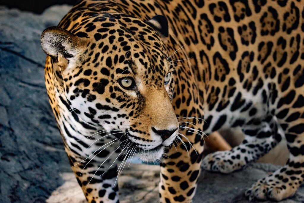 Jaguars