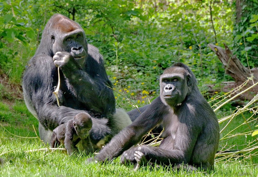 Gorillafamilie im Tiergarten Nürnberg