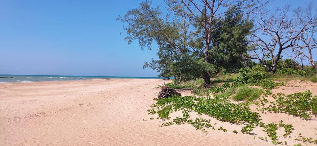 Dog-Friendly Strolls