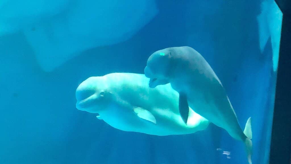 Marine Animal Encounters