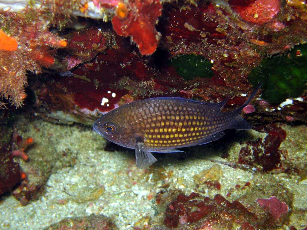 Natural History Collections