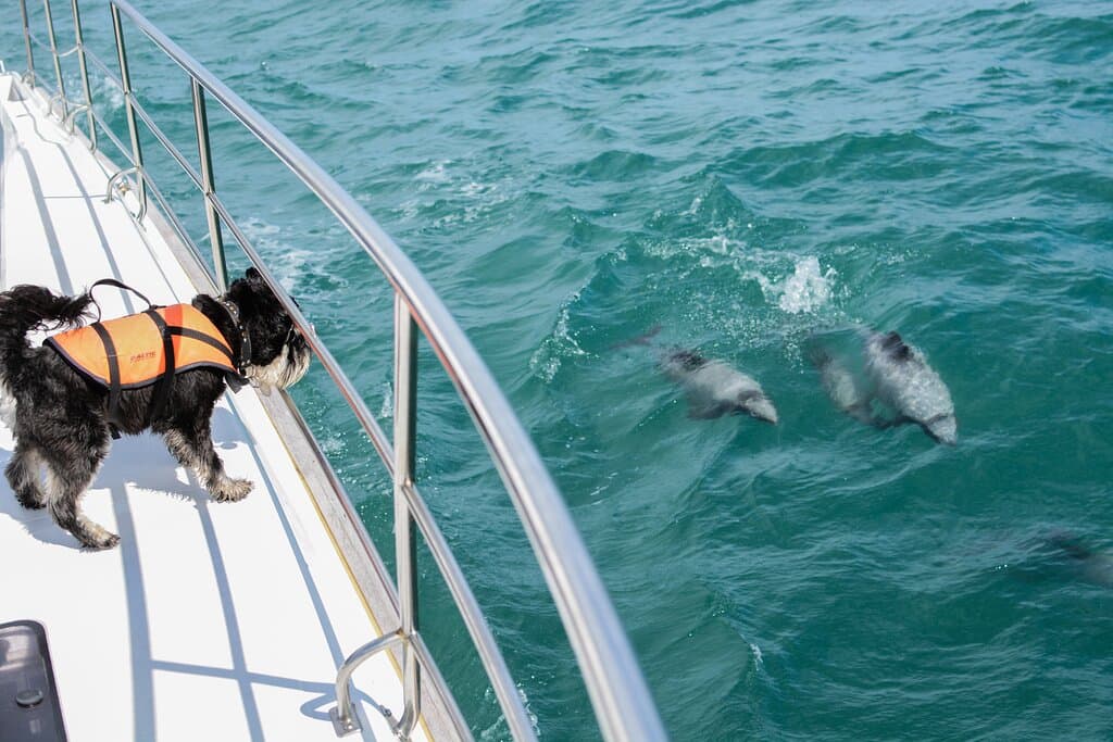 Buster our dolphin spotting dog and his friends.