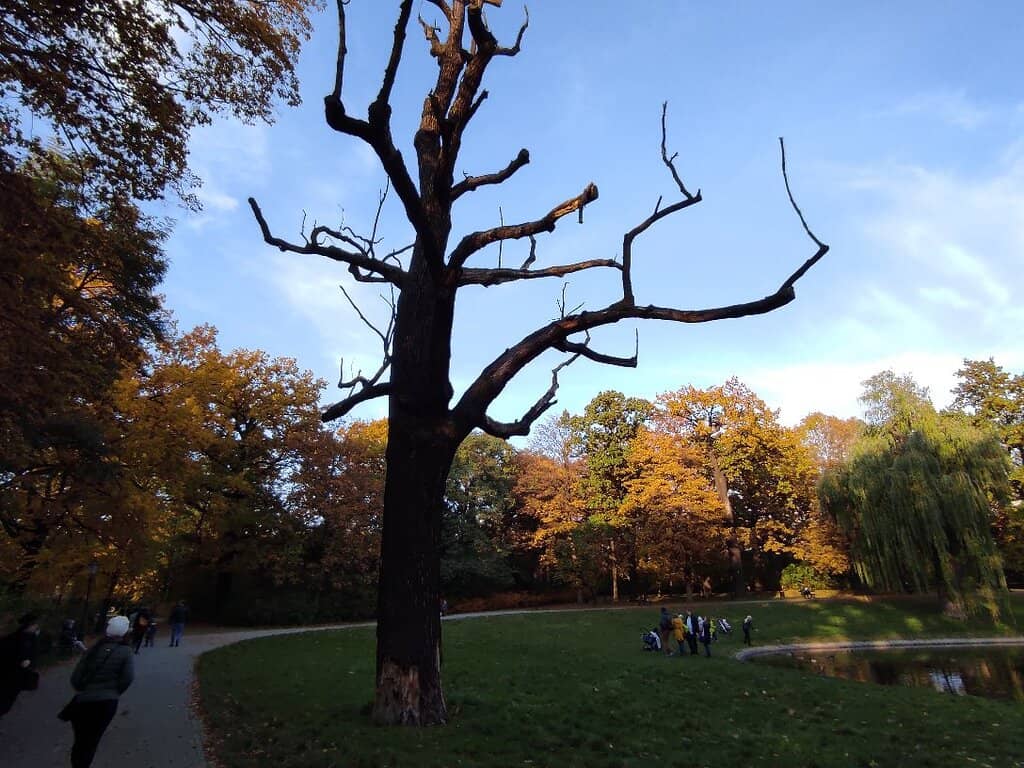 Scenic Walking Paths