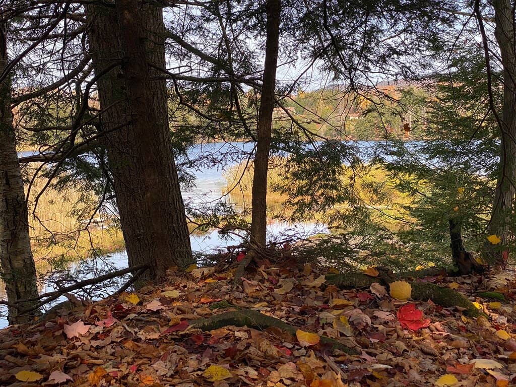 Wooded & Secluded Campsites