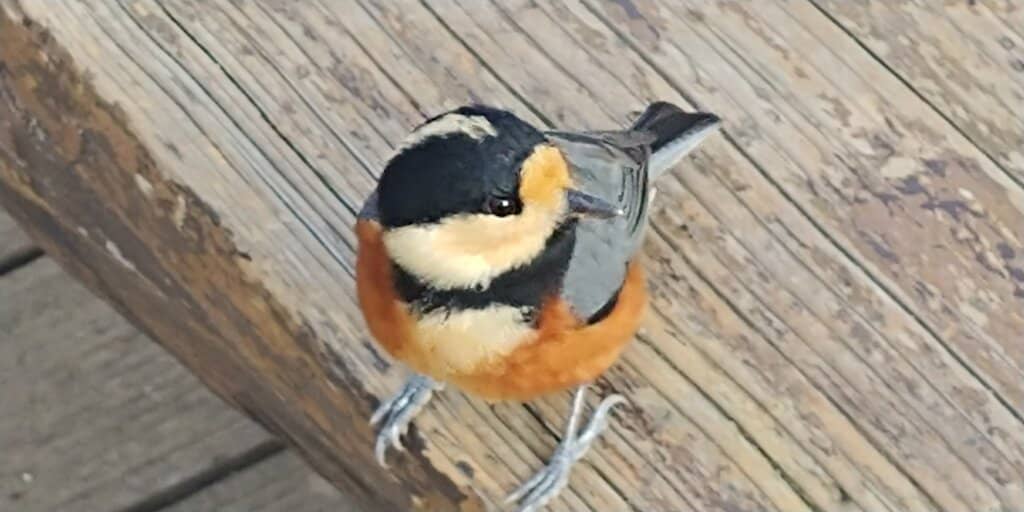 Accessible Beginner Trails