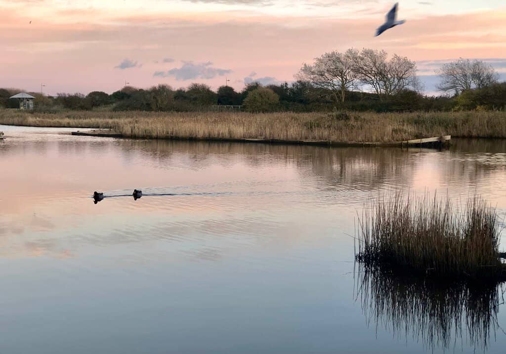 Wetland Wonders