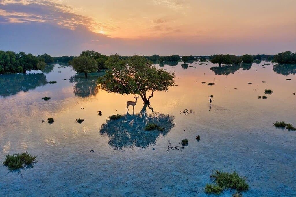 Наедине с природой и спокойствием #InAbuDhabi  📸:IG@bachir_photo_phactory 