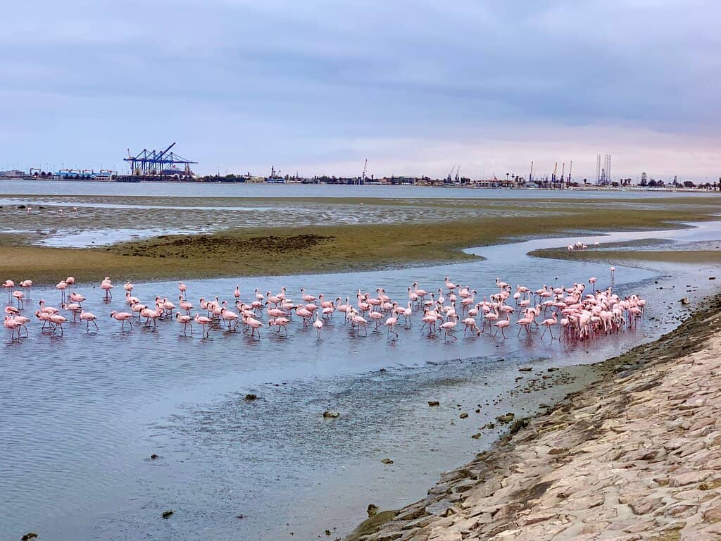 Coastal Wildlife Encounters