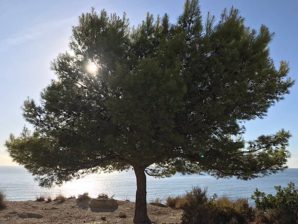 Secluded Pebble Beach