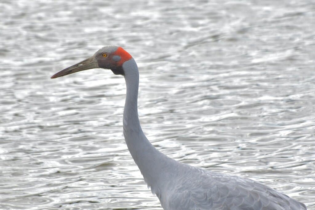 Western Treatment Plant Werribee