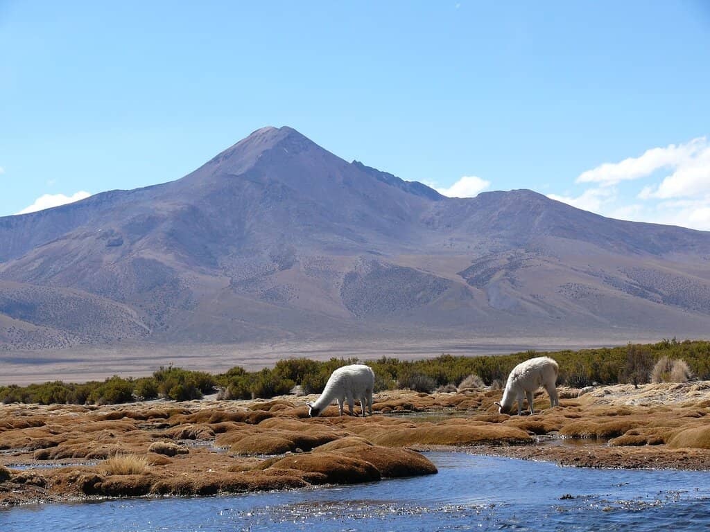 Vicuña Encounters