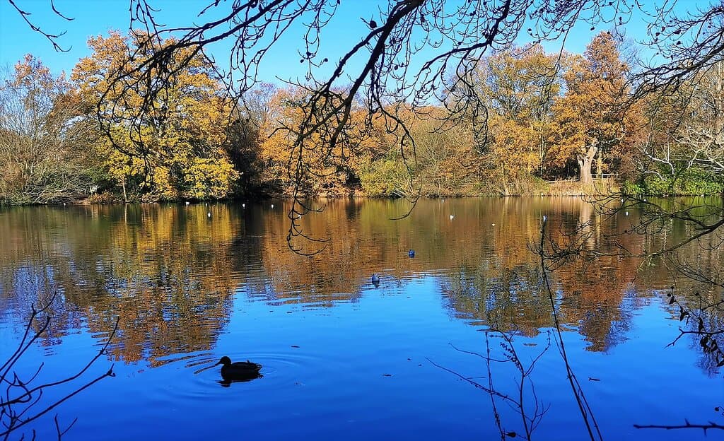 Visited on Monday 23rd November 2020. Which was blessed with stunning autumn weather as we discovered a new park for us. Went to the smaller of the two car parks to choose from. Short walk to the main lake and adjacent public toilets, quite a narrow park but interesting all the same with little coves of water and foliage.