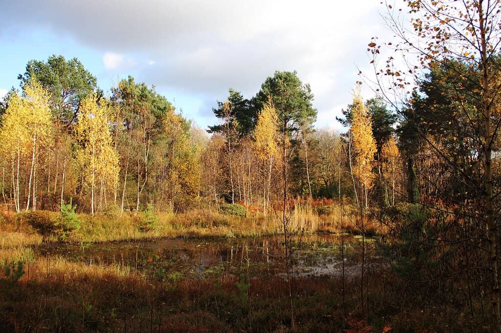 Cherry Blossom Avenue