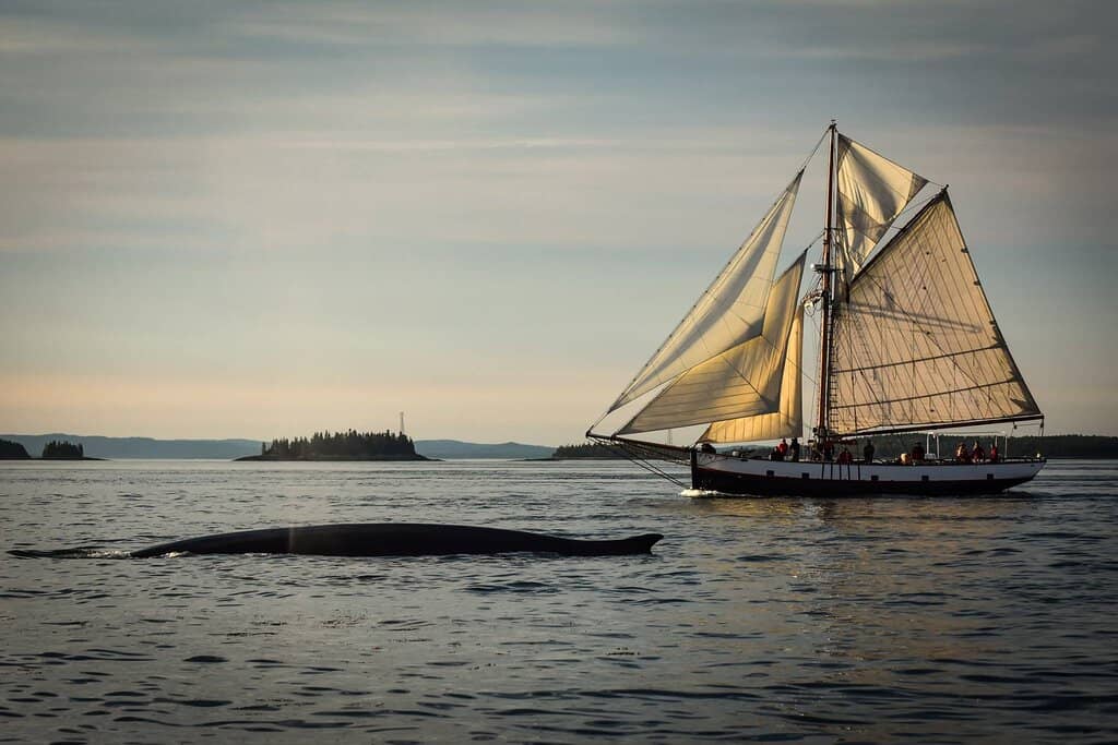 Jolly Breeze Tall Ship Experience