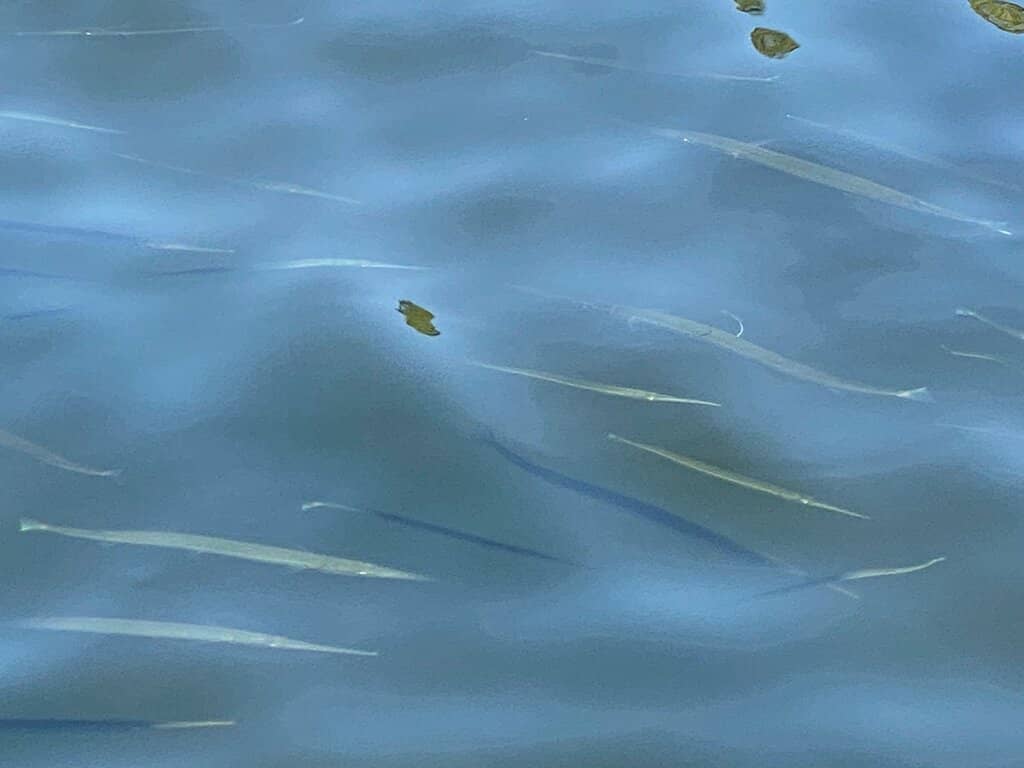 Manatee Spotting