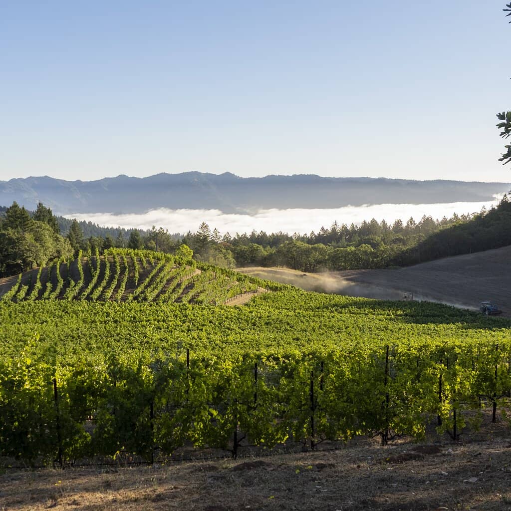 Wine Cave Tour