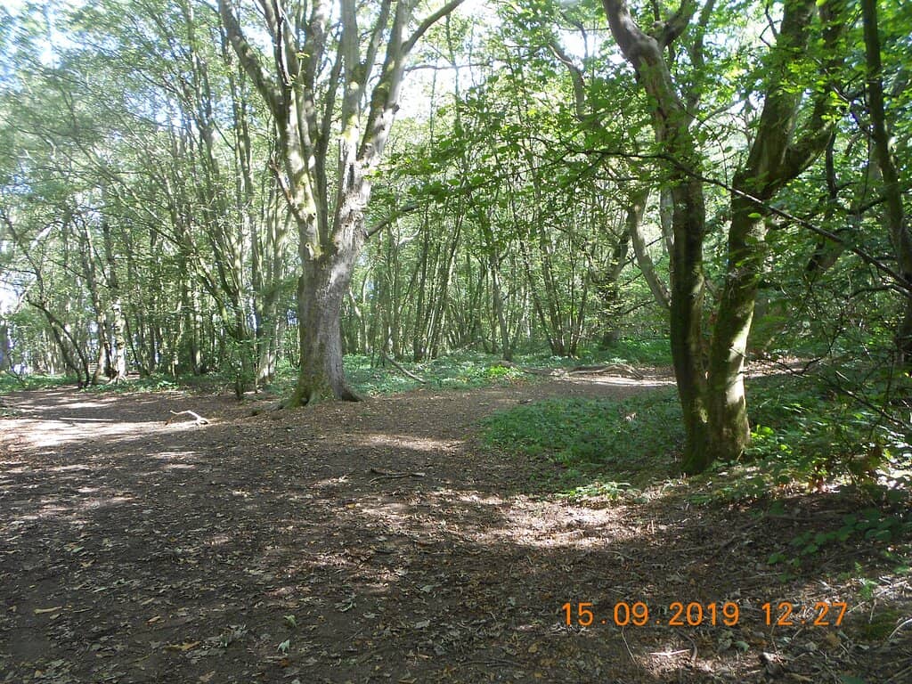Ancient Woodland Trails