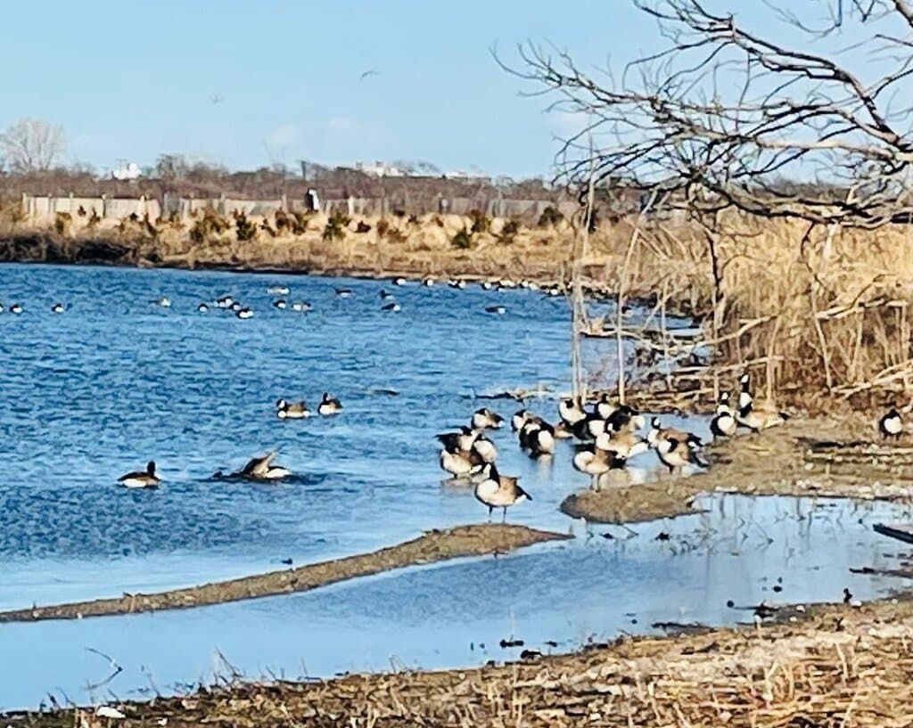 Jamaica Bay Wildlife Refuge New York City