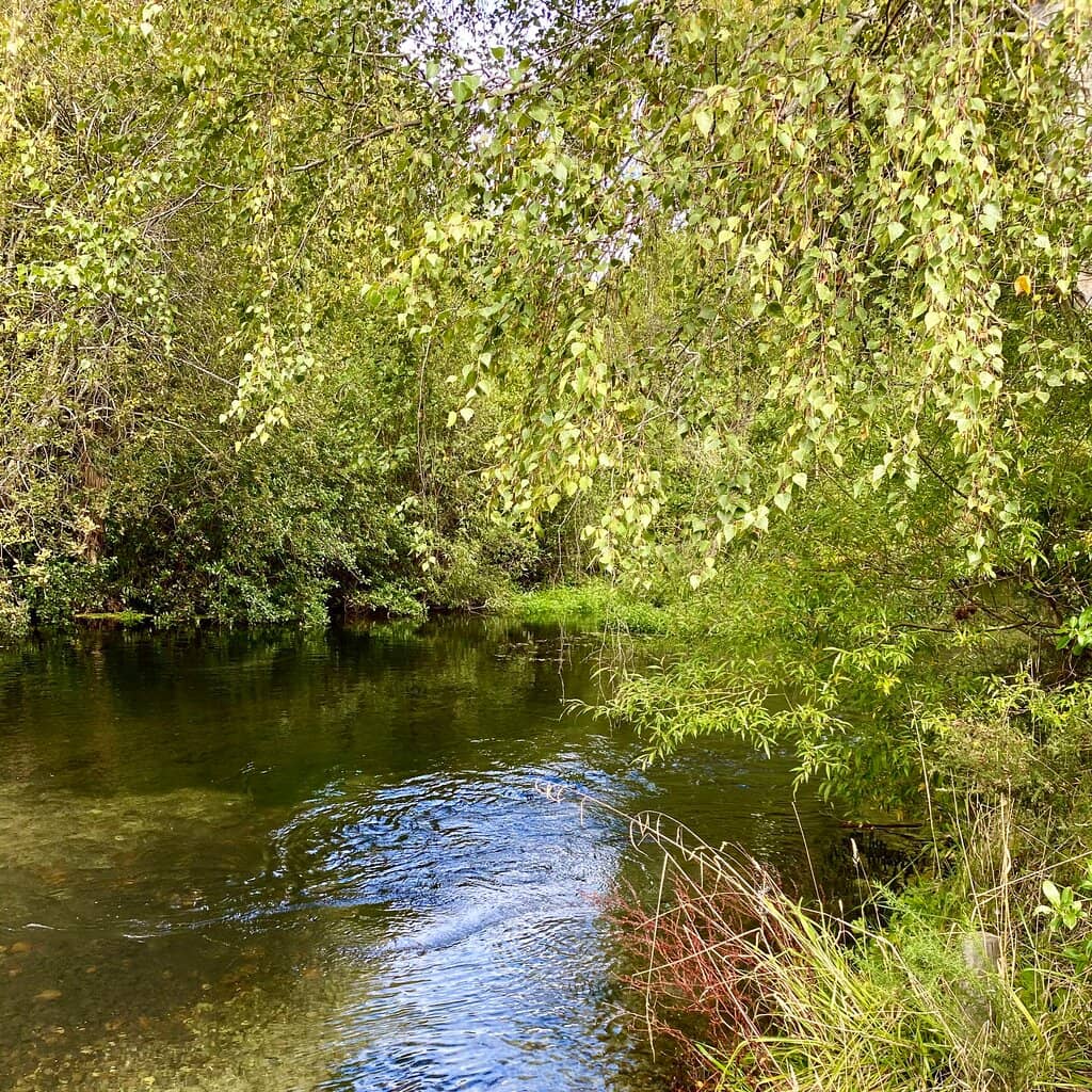 Expansive Fenced Dog Park