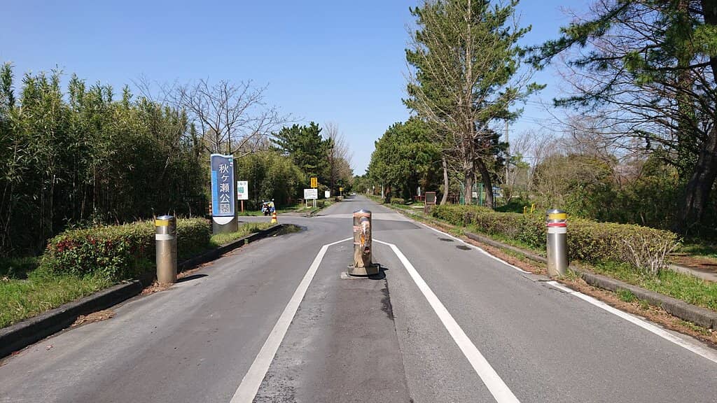 Cherry Blossom Spectacle