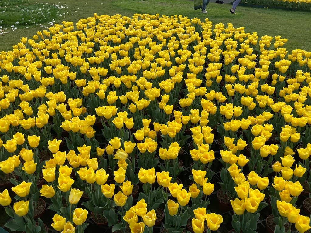 Dancing Fountain Show