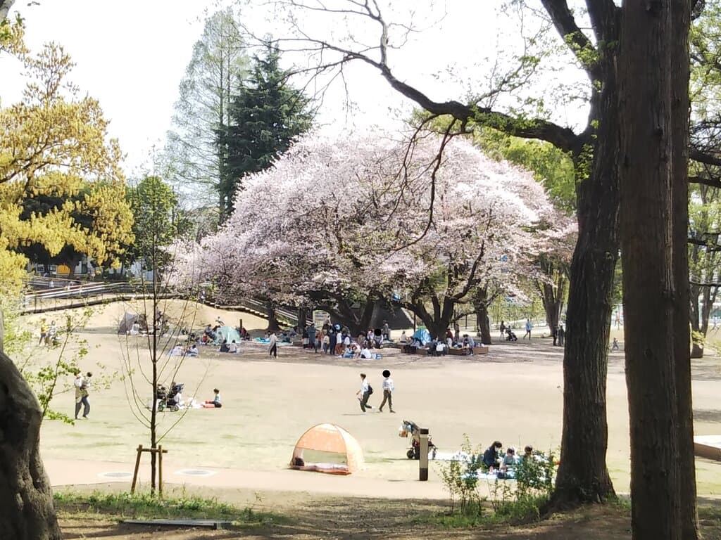 桜が見頃🌸🌸🌸