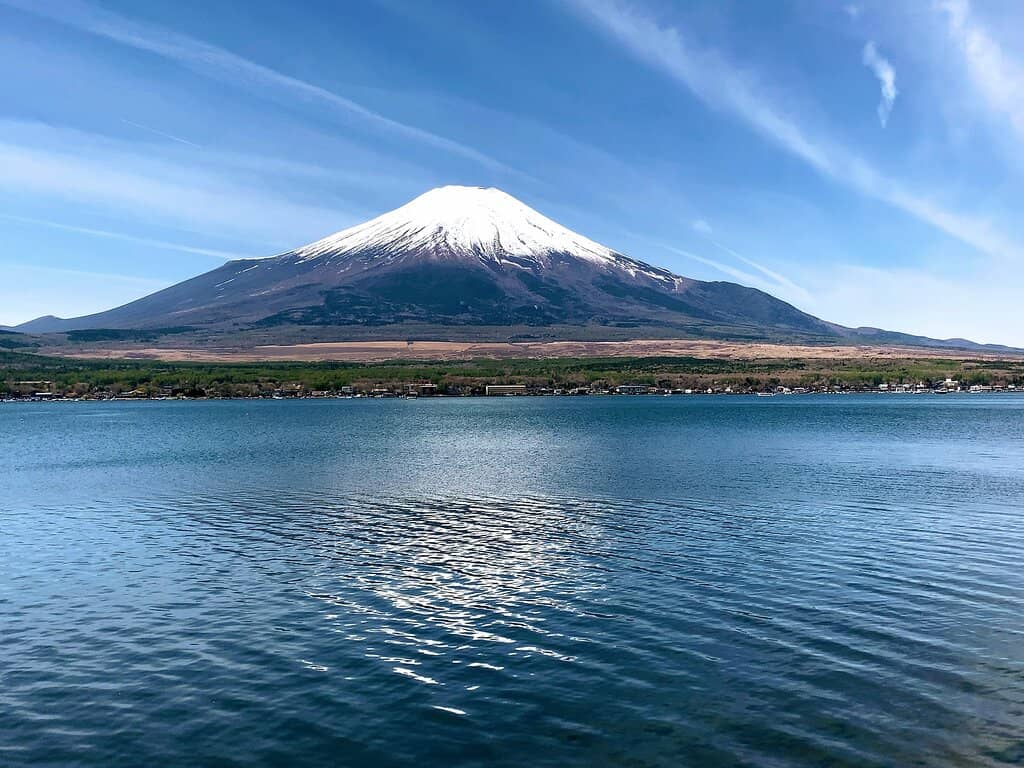 Swan Feeding at Shiratori Beach