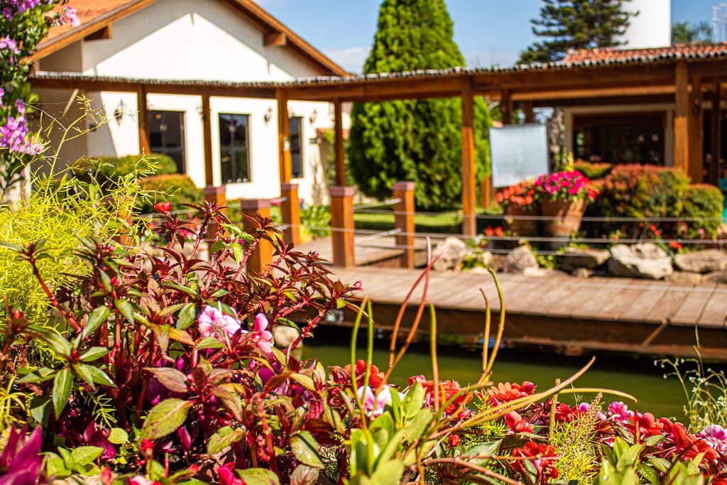 Vineyard Ambiance