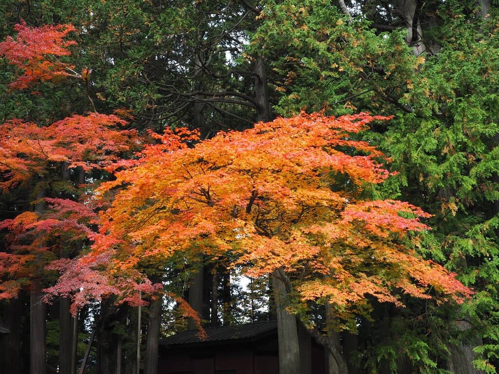 Peaceful Shrine Complex
