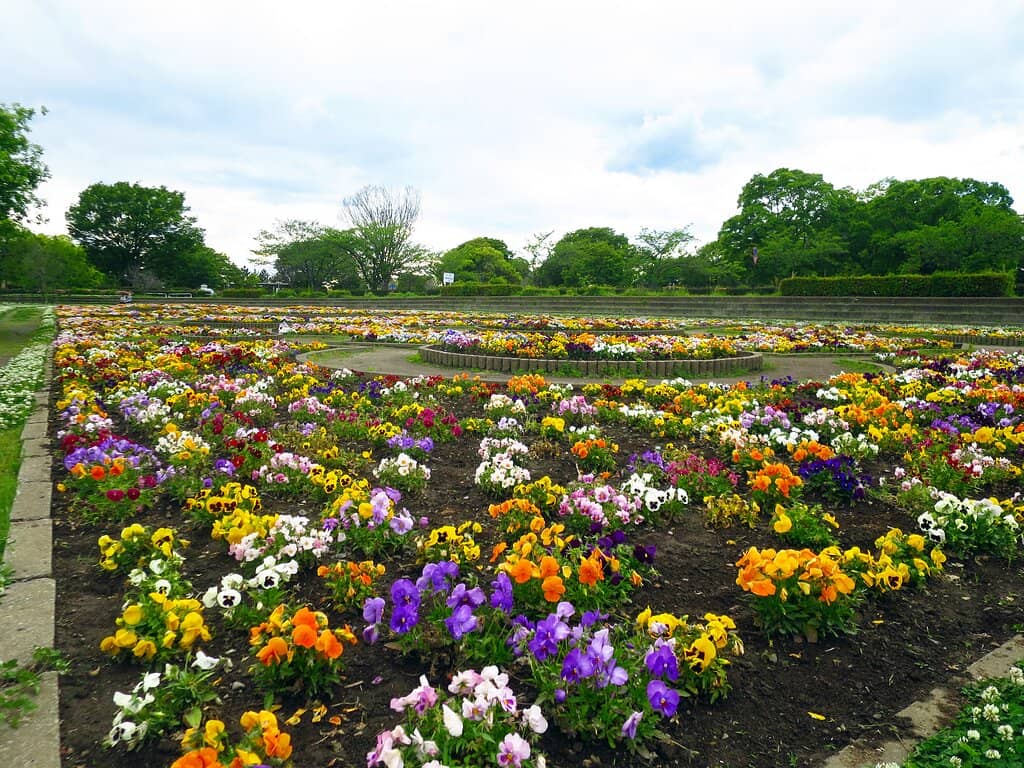 Picnic and BBQ Areas