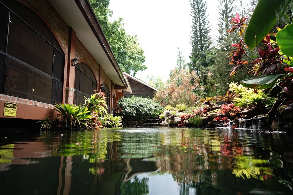 Buffet Lunch Experience